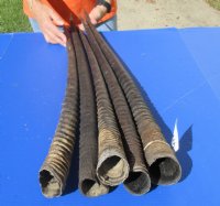 Five piece lot of Gemsbok Horns (Oryx gazelle) 33 to 36 inches long (You are buying the horns shown) for $125/lot