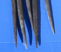 Five piece lot of Gemsbok Horns (Oryx gazelle) 33 to 36 inches long (You are buying the horns shown) for $125/lot