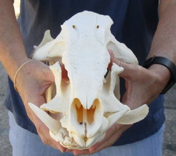 C-Grade 13 inch African Bush Pig Skull for $65