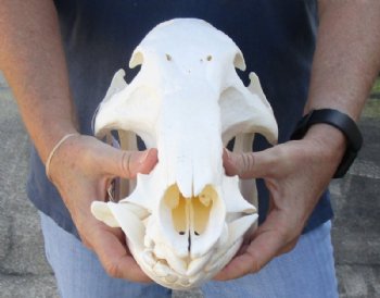 B-Grade 13 inch African Bush Pig Skull for $150