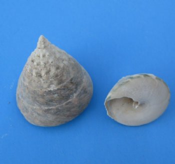 Wholesale Trochus salzeticus seashells for crafts measuring 1-1/2 inches to 2-1/4 inches - Packed: 1 kilo @ $3.00 kilo (1 kilo = 2.2 lbs) 