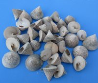 Wholesale Trochus salzeticus seashells for crafts measuring 1-1/2 inches to 2-1/4 inches - Packed: 1 kilo @ $3.00 kilo (1 kilo = 2.2 lbs) 