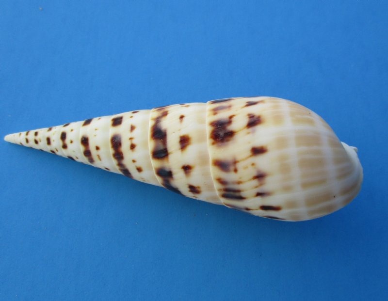 Wholesale Terebra Maculata seashells, auger shells 4 inch to 5 inch