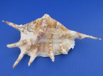 Wholesale Lambis Lambis Common Spider Conch Shells 6 to 7 inch - 12 pcs @ $.75 each