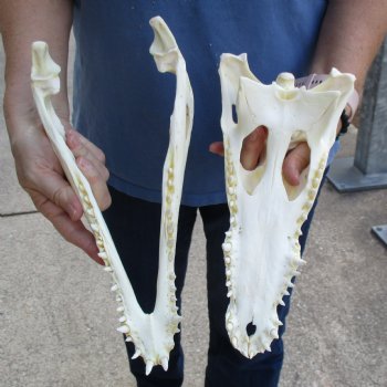 12-1/2" A-Grade Nile Crocodile Skull (Cites #084969) - $155