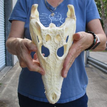 12-1/2" A-Grade Nile Crocodile Skull (Cites #084969) - $155