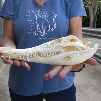 12-1/2" A-Grade Nile Crocodile Skull (Cites #084969) - $155