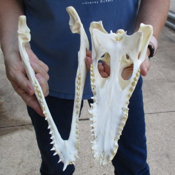 12-1/2" A-Grade Nile Crocodile Skull (Cites #084969) - $155