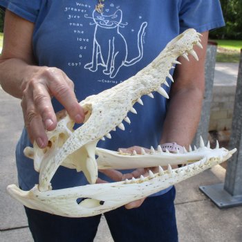 13-1/4" A-Grade Nile Crocodile Skull (Cites #084969) - $190