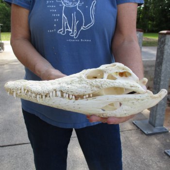 13-1/4" A-Grade Nile Crocodile Skull (Cites #084969) - $190