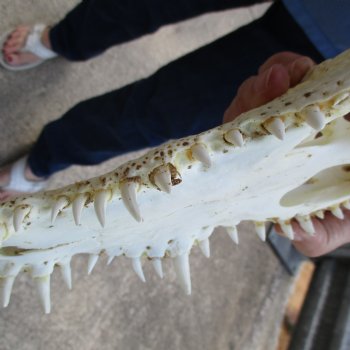 13-1/4" A-Grade Nile Crocodile Skull (Cites #084969) - $190