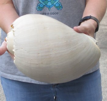 Philippine crowned baler melon shell 11 inches - $22