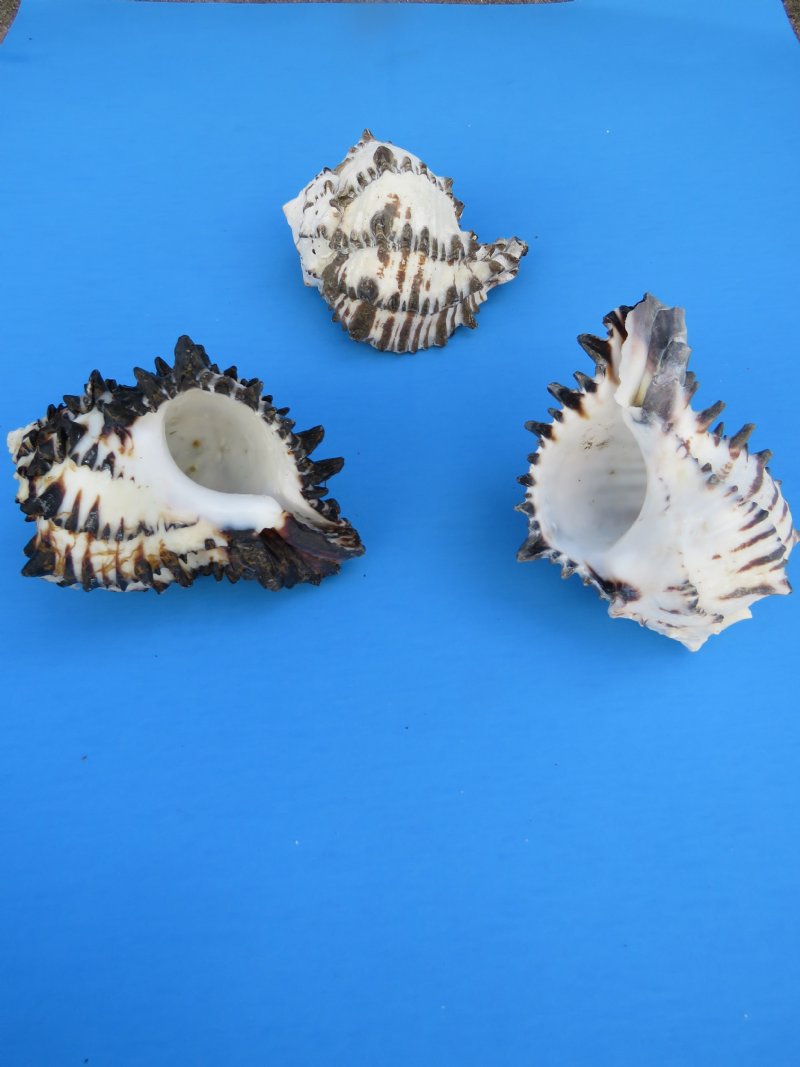 download phoenician murex shell