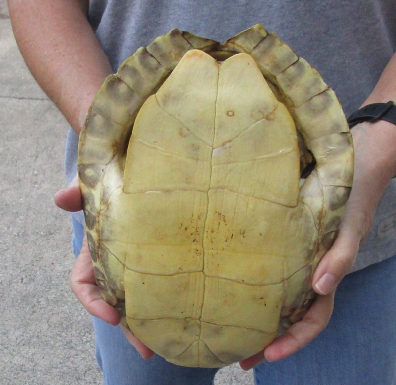 River Cooter Turtle Shell 10 inches long