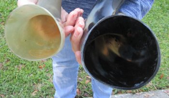 2 Polished Engraved Dragon Cattle/Cow Horns - $38