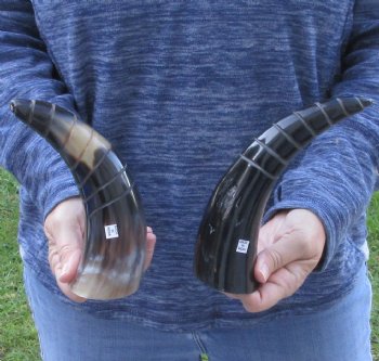 2 Polished Spiral Carved Cattle/Cow Horns - $25