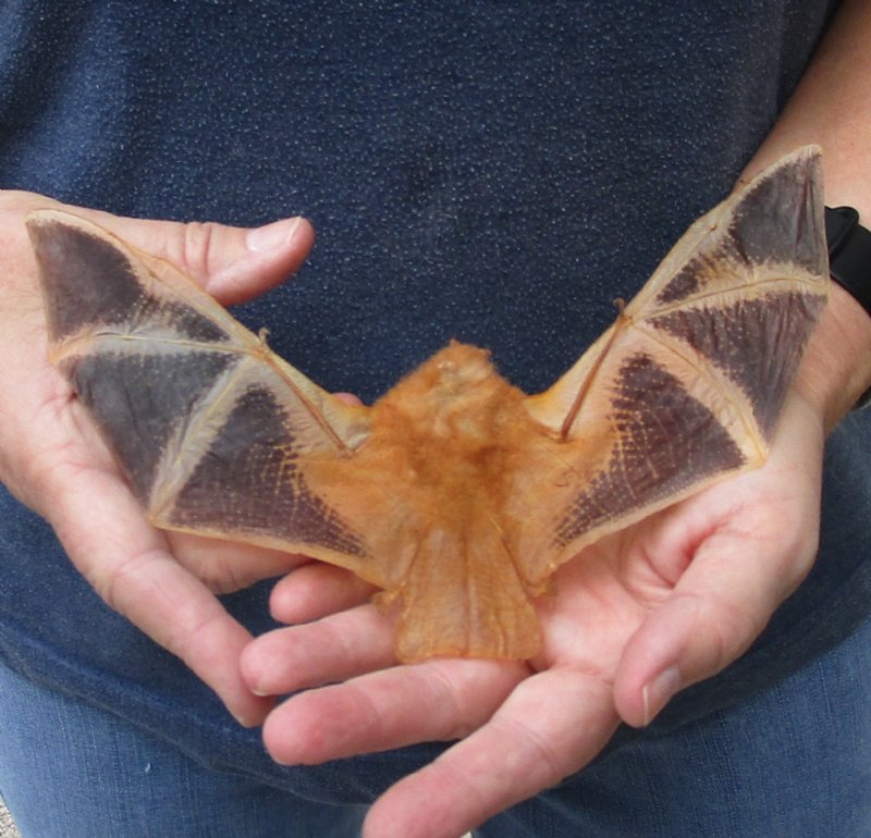 Painted Woolly Bat Mummified   71107c 159 Detail 