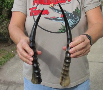 2 Polished Blesbok horns (not a pair) for $35  