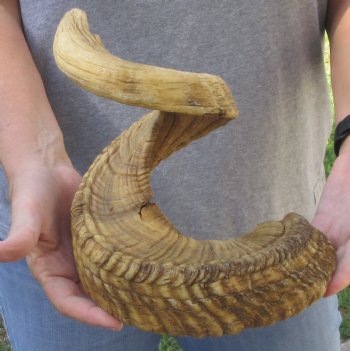  XXL Sheep Horn 34 inches - $35