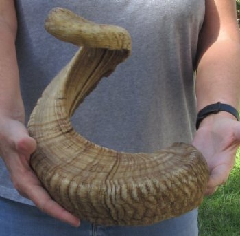  XXL Sheep Horn 34 inches - $35