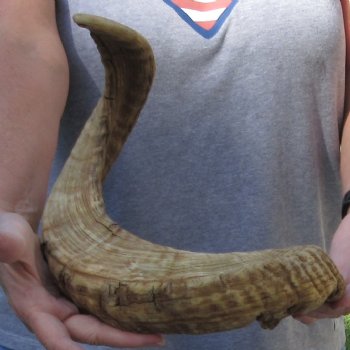  XXL Sheep Horn 33 inches - $35