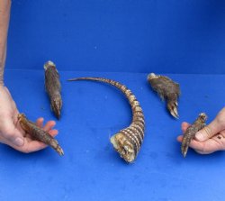 Preserved Armadillo tail and legs cured in Formaldehyde for $20