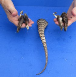 Armadillo tail and legs cured in Formaldehyde for $20