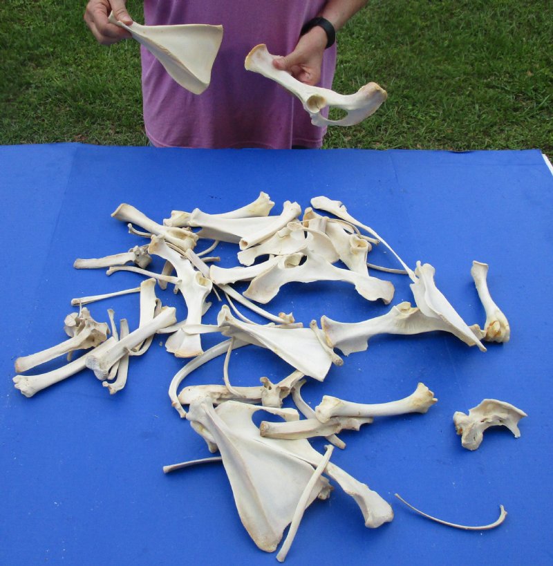 4 lbs. of assorted deer bones