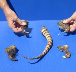 Preserved Armadillo tail and legs cured in Formaldehyde for $20