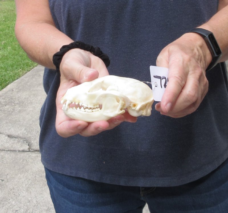 Raccoon Skull