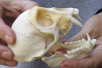 Male African vervet monkey skull,  4 inches Long - $130