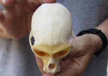 Male African vervet monkey skull,  4 inches Long - $130