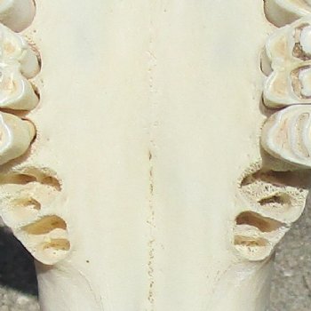 Gemsbok Skull with 35-36 inch horns - $170