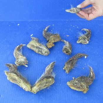 15 Preserved Armadillo Feet cured in Formaldehyde - $60