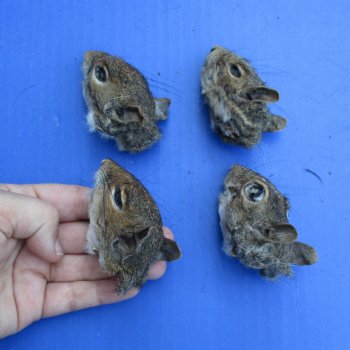 4 Squirrel Heads, Preserved with Formaldehyde - $80