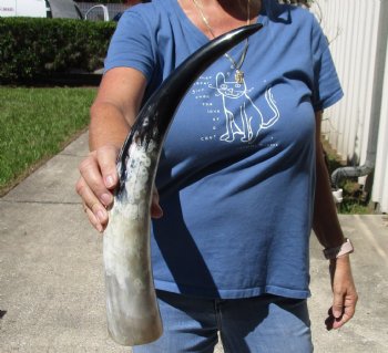 18 inch White Polished Cow/Cattle buffalo horn for $23