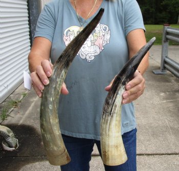 2 pc lot of Lightly Polished and Sanded Cattle/Cow horns 16 and 20 inches - $25