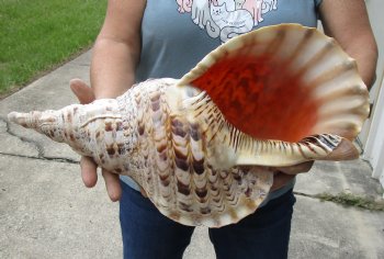 Hugh Pacific Triton seashell 17-1/4 inches long - $195