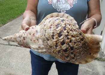 Hugh Pacific Triton seashell 17-1/4 inches long - $195