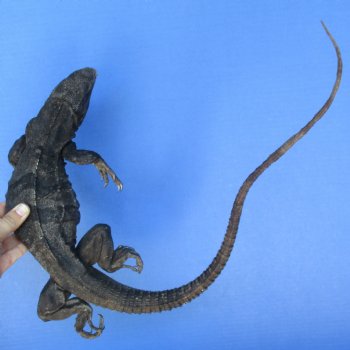 34" Preserved North American Iguana - $20