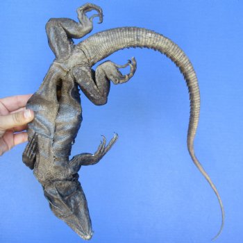 34" Preserved North American Iguana - $20