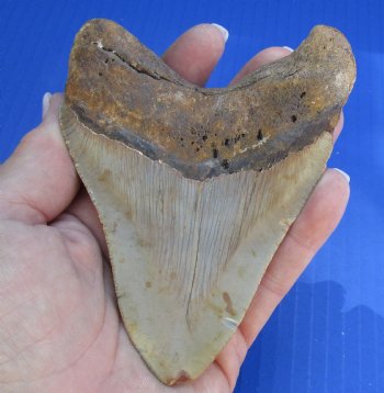 4-5/8 by 3-1/2 inches High Quality Megalodon Fossil Shark Tooth for Sale - $100
