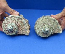 2 piece lot of 4 inch Turbo Marmoratus, green turban shells - $39/lot