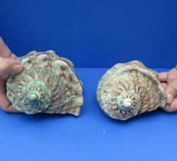 2 piece lot of 4 inch Turbo Marmoratus, green turban shells - $39/lot
