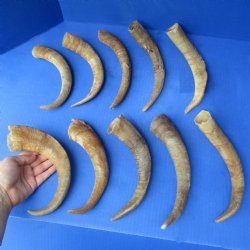 8" - 12" African Goat Horns, 10pc lot - $30