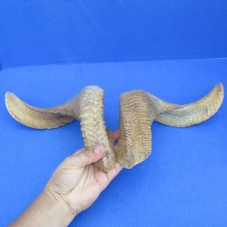 19" Matching Pair of Sheep Horns - $29