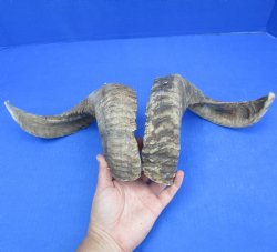 19" Matching Pair of Sheep Horns - $29