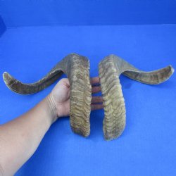 21" & 22" Matching Pair of Sheep Horns - $40