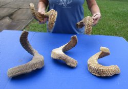 5 piece lot of B-Grade Sheep Horns 16 to 28 inches - $50/lot