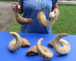 5 piece lot of B-Grade Sheep Horns 21 to 29 inches - $50/lot